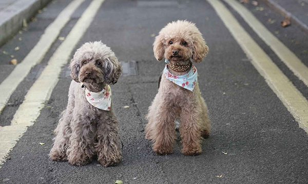 در تصویر چند سگ مشاهده می کنید؟